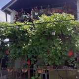 Tulcea