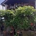 Tulcea.